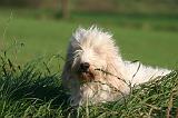 PTIT BASSET GRIFFON V.  021